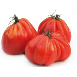 Pomidory bawole serce kg