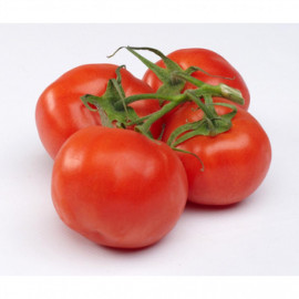 Pomidory gałązka kg